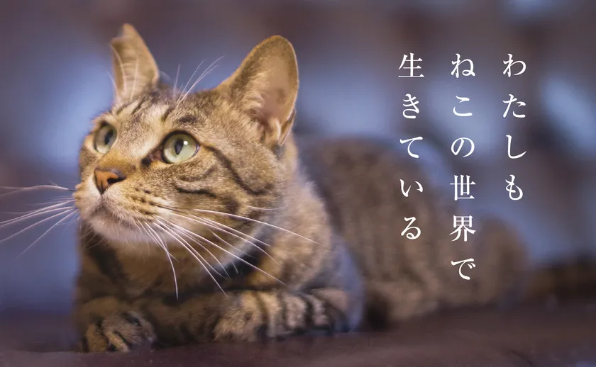 展覧会『にゃるほど！猫から見た この世界――人とねこが共存するためにできること』キービジュアル