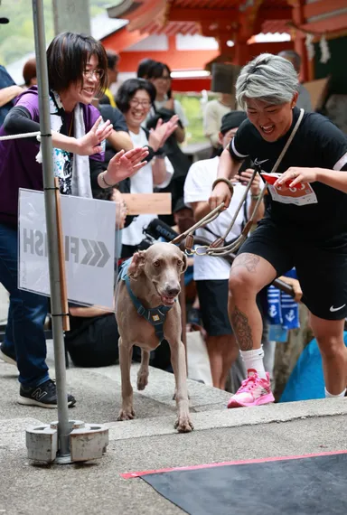 愛犬と一緒に石段を進むドッグペアの参加者(2025年大会)