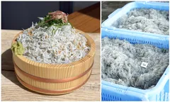 釜揚げしらす増量／新米おかわり自由！