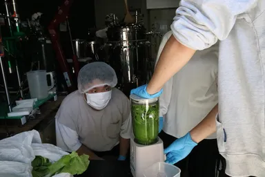 「大阪しろな」をミキサーにかけスムージーの状態に
