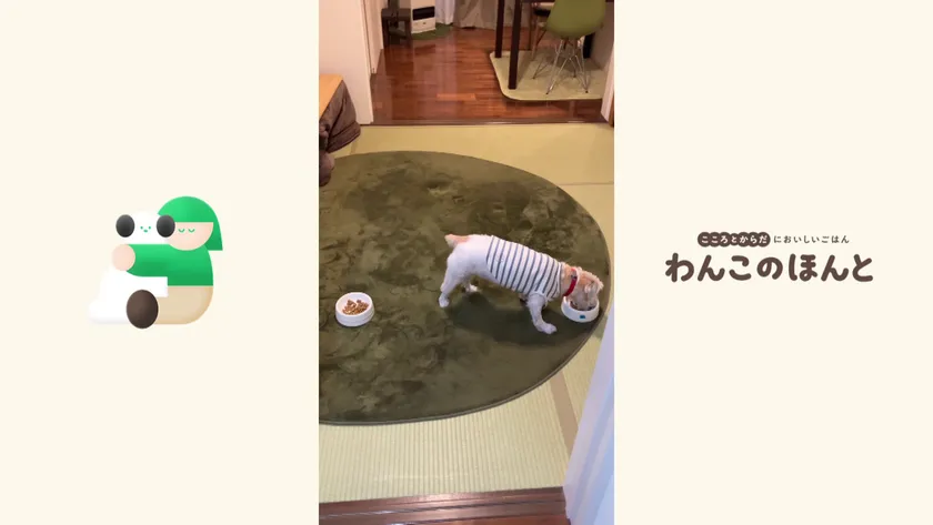 「だしの香り」と「動物行動学」で、ワンちゃんの好みを探る