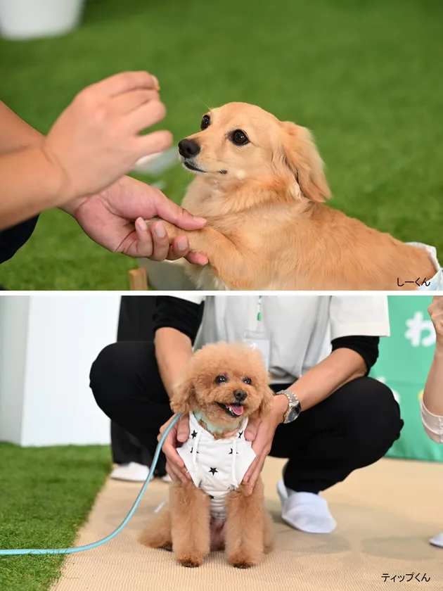 ワンちゃんのしーくんとティップくんも登場しました