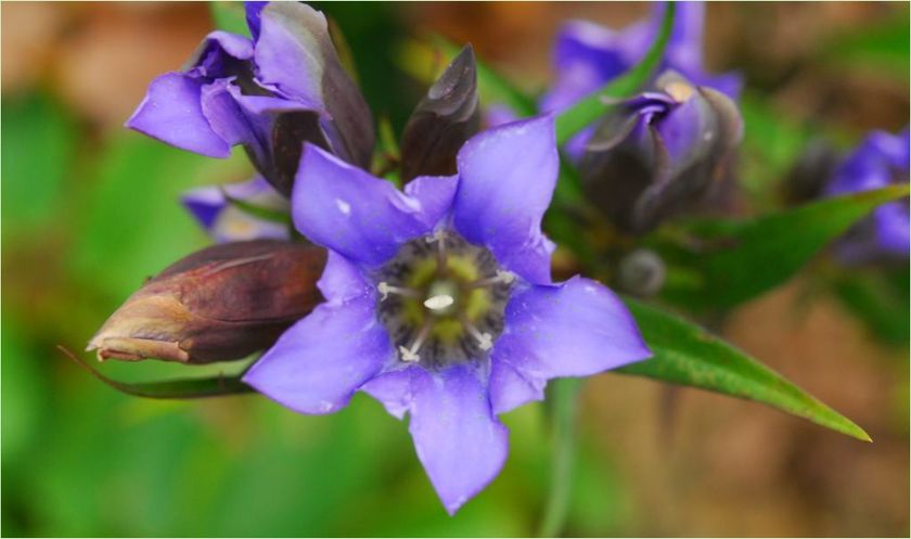 【六甲高山植物園】
日本の里山の秋を彩る鮮やかな瑠璃色の花
「リンドウ」が見頃です