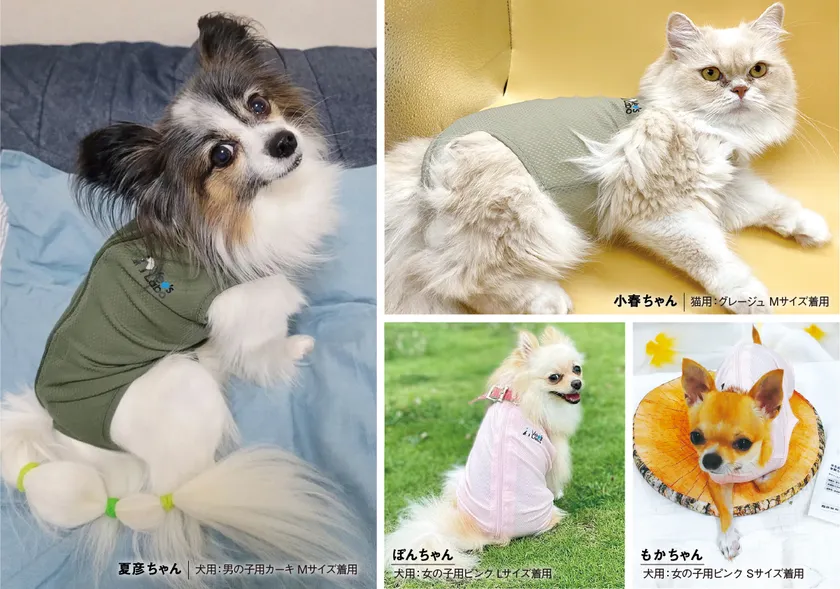 ケアが必要な期間を終えた後も、普段着として