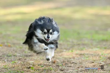 目指すはゴールで待つ家族