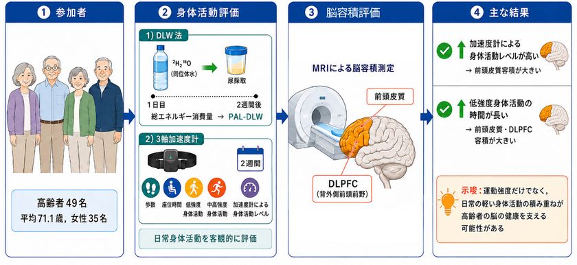 日常の「軽い身体活動」と高齢期の
脳の健康との関連を明らかにした論文を発表