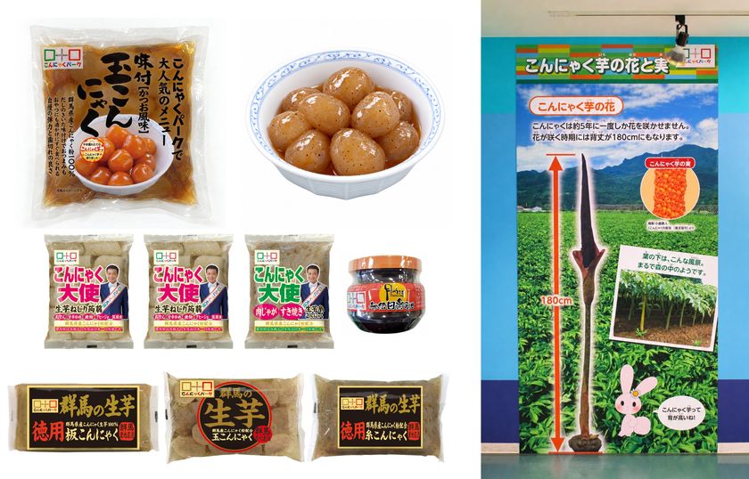 いつものこんにゃくにも「旬」がある　
こんにゃくパーク「新芋祭り」、
10月31日から旬を味わう限定メニューを提供