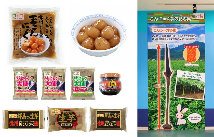 鰹だし味付け生芋玉こんにゃく(新芋)、生芋玉こんにゃくの煮物、2026新芋祭り限定セット、コンニャクイモパネル