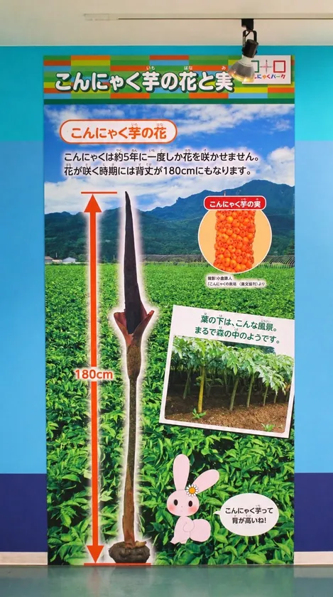 コンニャクイモパネル