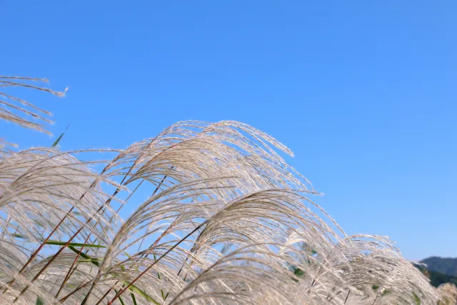 秋が深まるにつれ乾燥の季節へ