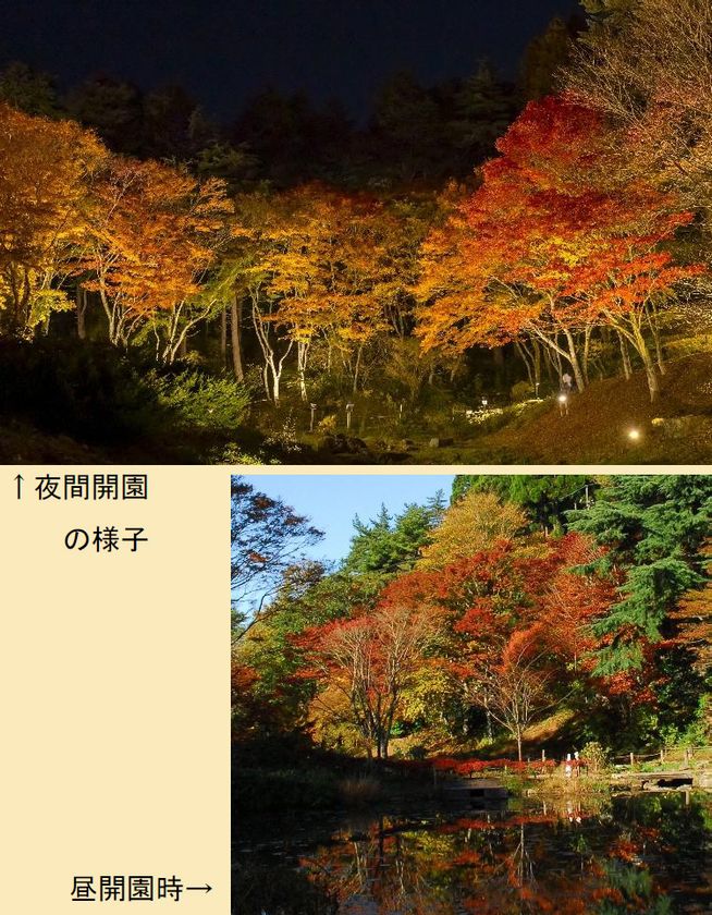 【六甲高山植物園】
「紅葉」ひと足早く、まもなく見頃！
～10/31（土）から11/15（日）は、夜間延長営業～