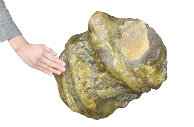 約1億5,000万年前のアパトサウルスの頸椎の化石