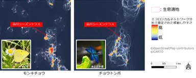 【図1】種ごとのエコロジカルネットワーク分析（モンキチョウ、チョウトンボ）
