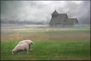 ロムニーマーシュ羊