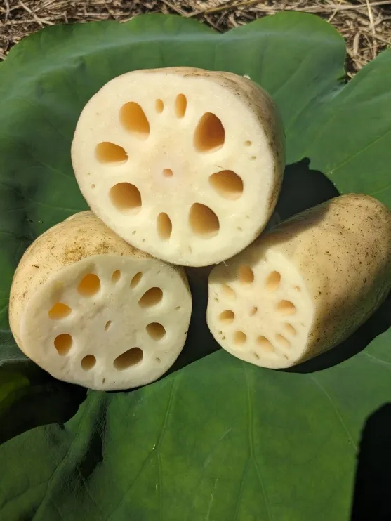れんこん