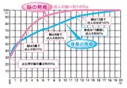 脳の発育曲線