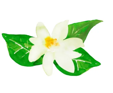 ティアレフラワー