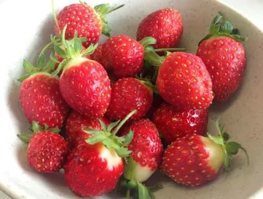 収穫した夏採りイチゴ