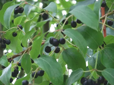 マキベリーイメージ2