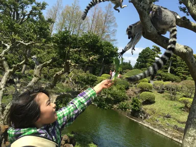 ワオキツネザルコースイメージ1