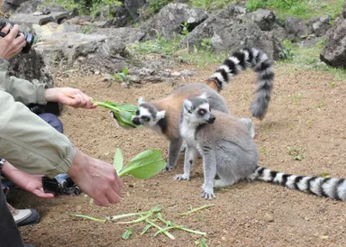ワオキツネザルコースイメージ2