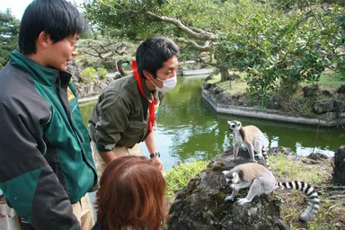 ワオキツネザル島