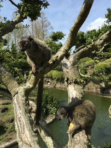 ブラウンキツネザル
