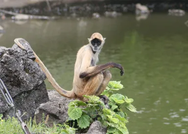 ジェフロイクモザル