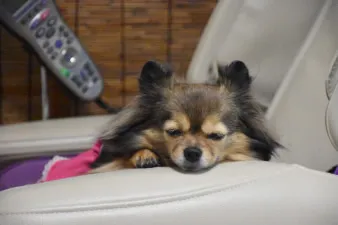 【佳作】宮城県　J.I様　「私だって凝ってるんだワン」