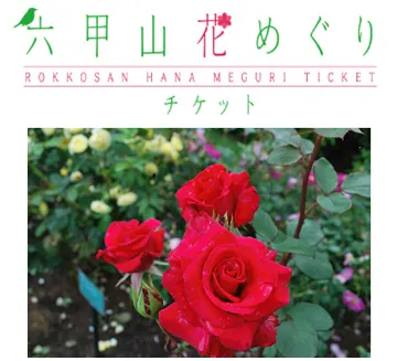 六甲山花めぐり