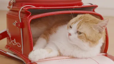 ランドセルの容量