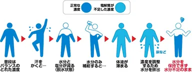 水分補給と体内の変化