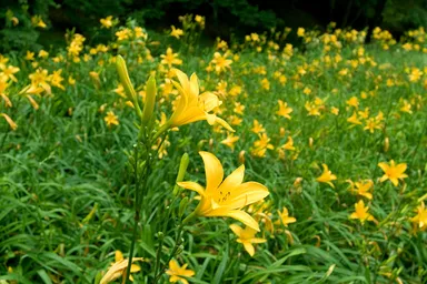 ニッコウキスゲ