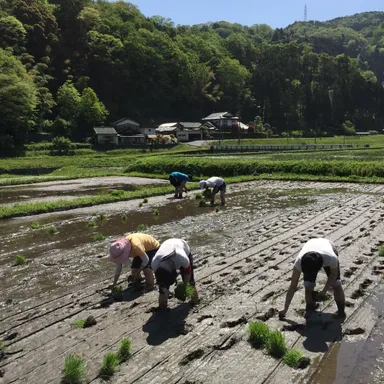 米作り 1