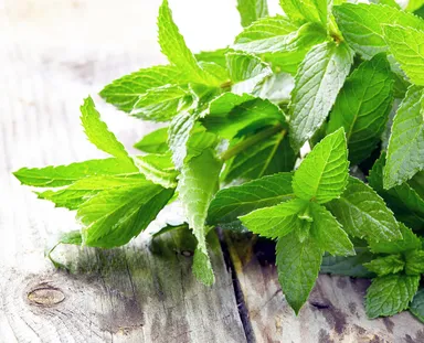 カオン ミント画像