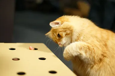 箱から指を出し、「もぐらたたき」の要領で遊びます（画像提供：猫もぐらたたき実行委員会）