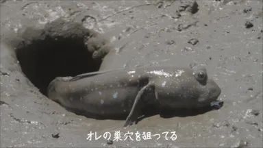 愛の戦士ムツゴロウ