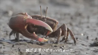 甲殻の騎士シオマネキ