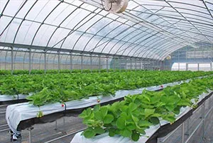 ビニールハウス内の様子