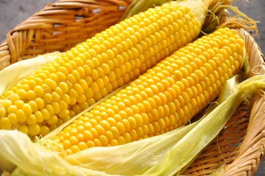 きた北海道産のとうもろこし