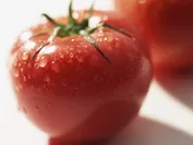 きた北海道産のトマト