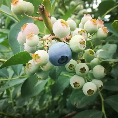 ブルーベリーの木(1)