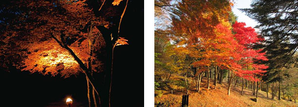 [写真左]紅葉ライトアップ(イメージ) ／ [写真右]園内の紅葉