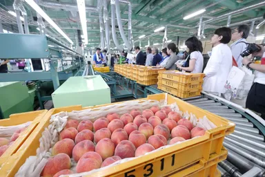 選果ラインを取材するメディア関係者