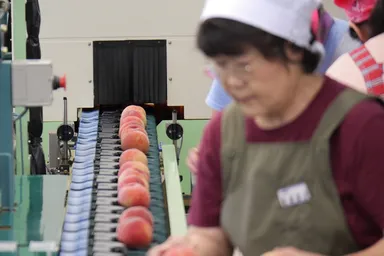 光センサー選果機ともも