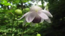 レンゲショウマ