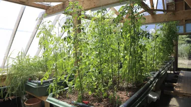 アクアポニックスイメージ1