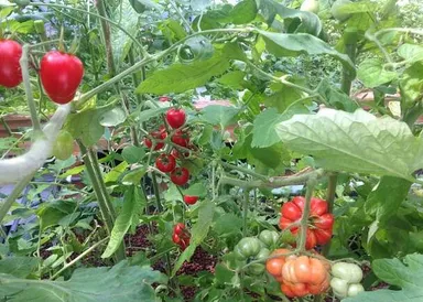 アクアポニックスで作った野菜