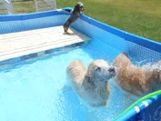 新しい温泉の楽しみ方、愛犬用温泉プール