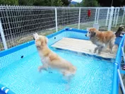 新しい温泉の楽しみ方、愛犬用温泉プール2